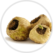 Maca Root in Alpha Honey